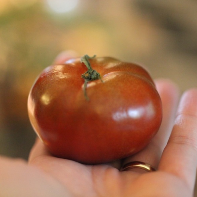 A beautiful tomato